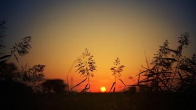 Stunning Silhouette of Grass at Sunset – Free Download
