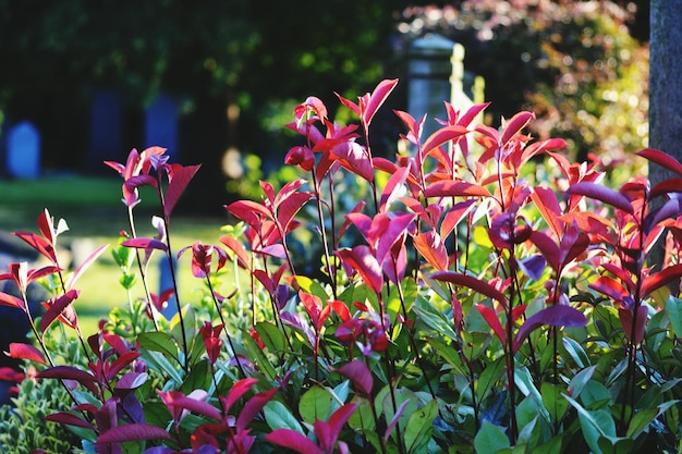 Close-up of Lush Green Plants in a Park – Free Stock Photo Download