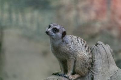Meerkat Sitting on a Tree Branch in a Park – Free Stock Photo for Download