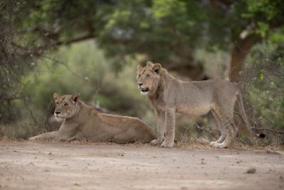 Male and Female Lion Resting on the Ground – Free Stock Photo for Download