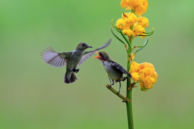 Kemande Bird Dicaeum Trochileum Feeding Their Young – Free Stock Photo Download