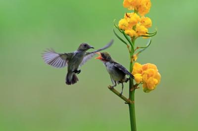 Kemande Bird Dicaeum Trochileum Feeding Their Young – Free Stock Photo Download