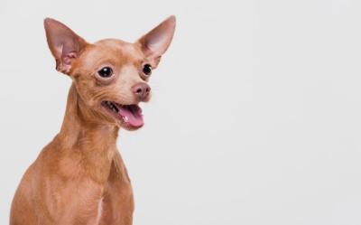 Cute Small Dog – Free Stock Photo for Download