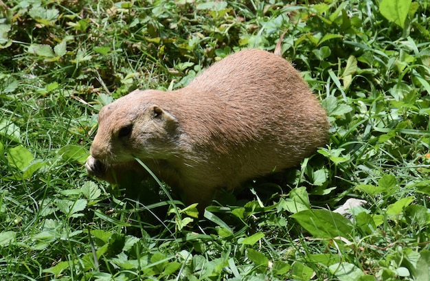 Cute Overweight Prairie Dog Eating Green Grass – Free Stock Photo for Download
