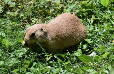 Cute Overweight Prairie Dog Eating Green Grass – Free Stock Photo for Download