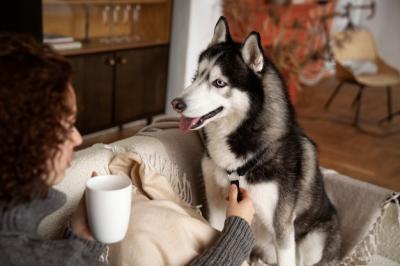 Quality Time with Pets – Free Stock Photo for Download