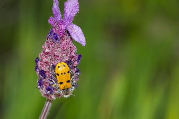 Insect on Flower in Garden – Free Download