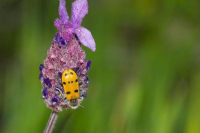 Insect on Flower in Garden – Free Download