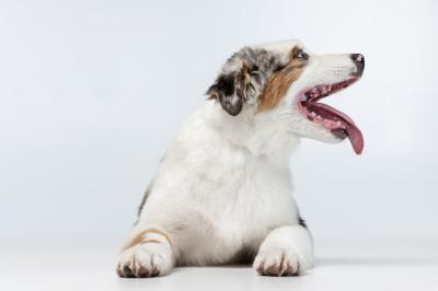 Funny Active Australian Shepherd Dog Portrait – Free Download