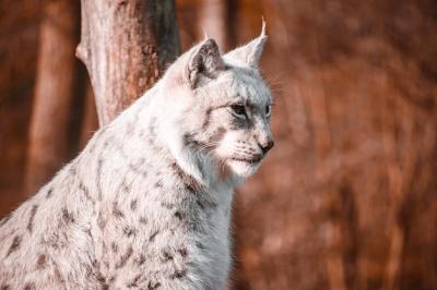 Bobcat in Soft Focus Amidst Brown Trees – Free Stock Photo for Download