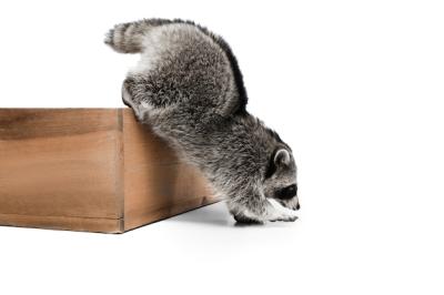 Portrait of a Small White Grey Raccoon Isolated on White – Free Download