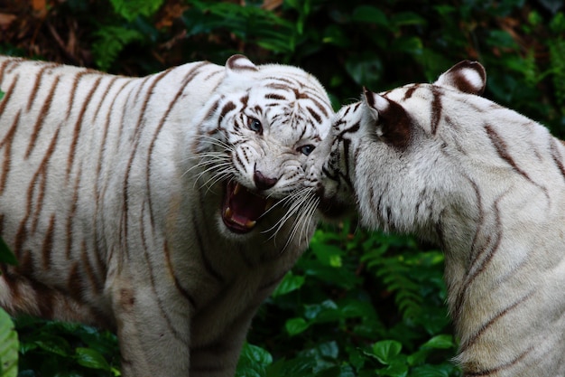 Two White Tigers Roaring in the Jungle – Free Download