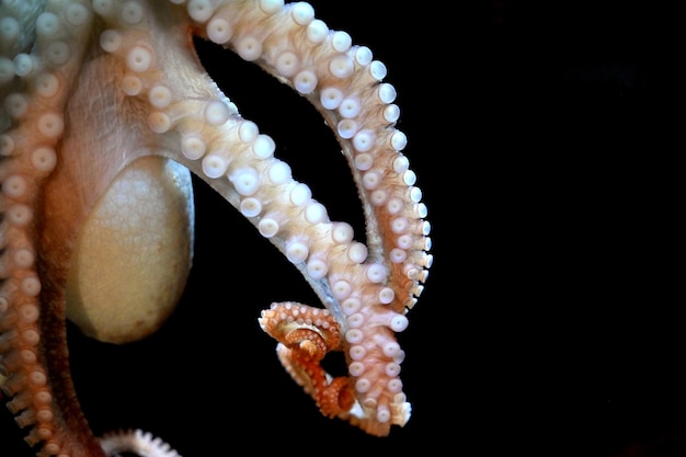 Close-up of Octopus in Sea – Free Stock Photo for Download