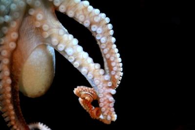 Close-up of Octopus in Sea – Free Stock Photo for Download