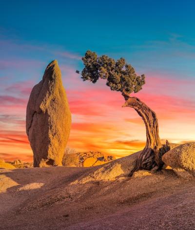 Deserted Area with Boulder Rock and Isolated Sabal Palmetto Tree – Free Download