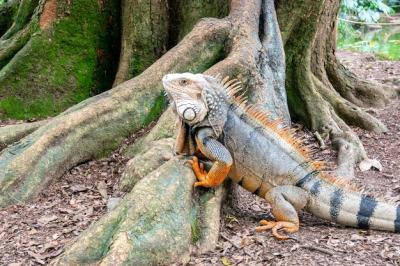 Stunning Green Iguana Gazing on Dry Ground – Free Download