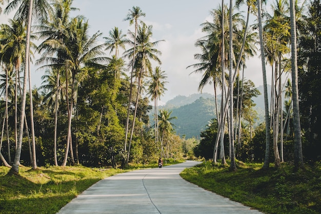 Tropical Road in Thailand Paradise – Free Stock Photo, Download for Free