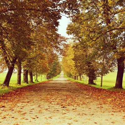 Fall Alley Surrounded by Trees – Free Download