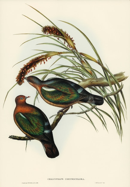 Little Green Pigeon (Chalcophaps chrysochlora) Illustration – Free Download