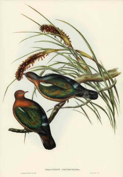 Little Green Pigeon (Chalcophaps chrysochlora) Illustration – Free Download