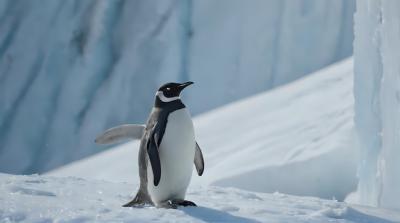 A Penguin Standing on Snow with Wings Spread – Free Download