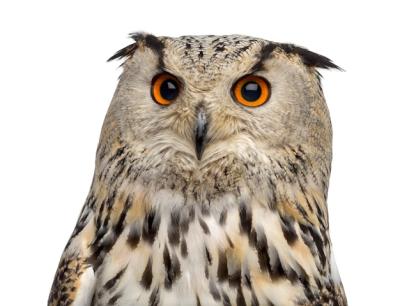 Close-up of a Siberian Eagle Owl – Bubo bubo (3 years old) on a White Background | Free Stock Photo for Download
