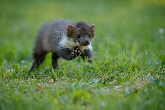 Adorable Beech Marten – Free Stock Photo for Download