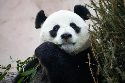 A Giant Black and White Panda Enjoying Bamboo – Free Stock Photo, Download for Free