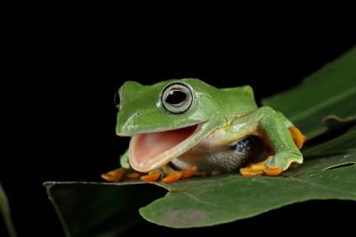 Javan Tree Frog Front View on Green Leaf – Free Stock Photo for Download