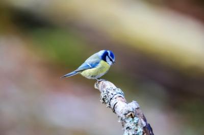 Cute Blue Swallow on Wooden Stick with Blurred Background – Free Download