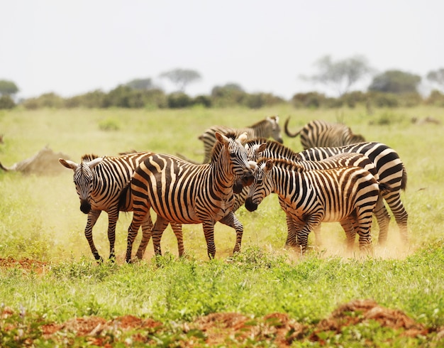 Group of Zebras Grazing in Tsavo East National Park, Kenya, Africa – Free Stock Photo, Download Free
