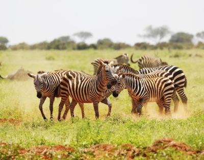 Group of Zebras Grazing in Tsavo East National Park, Kenya, Africa – Free Stock Photo, Download Free