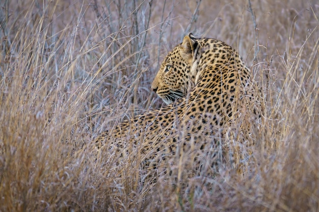 Closeup Portrait of a Large Adult Leopard in Dry Grass Foliage – Free Download