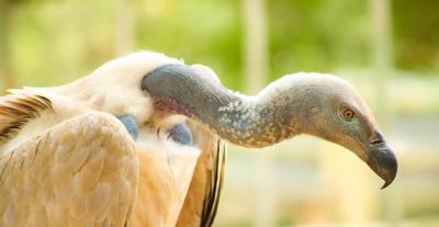 Closeup Shot of a Scavenger Bird – Free Stock Photo for Download