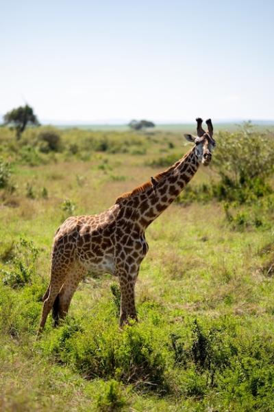 Giraffe in Grassland – Free Stock Photo for Download