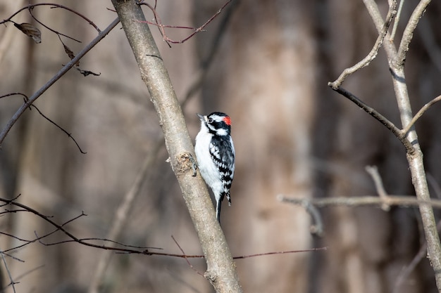 Little Spotted Woodpecker – Free to Download Stock Photo