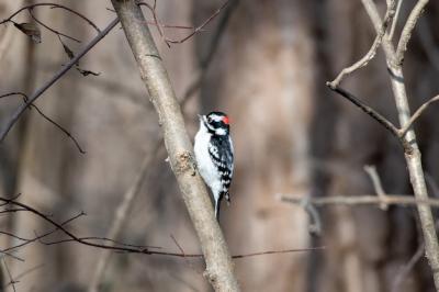 Little Spotted Woodpecker – Free to Download Stock Photo