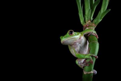 Whitelipped Tree Frog Isolated on Black Background – Free Stock Photo for Download
