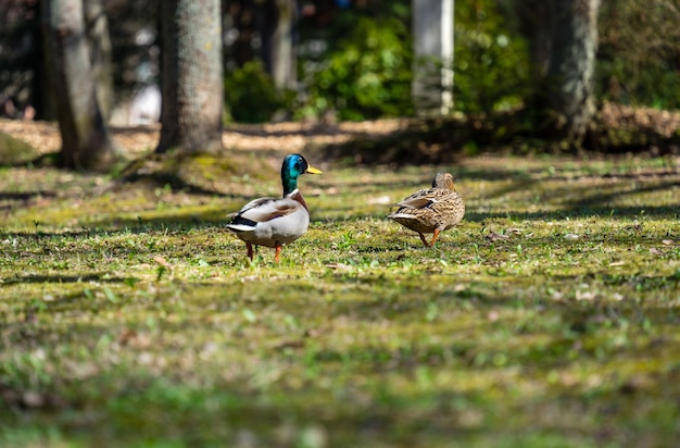 Scenic View of Two Mullard Ducks on a Field – Free Stock Photo, Download Free