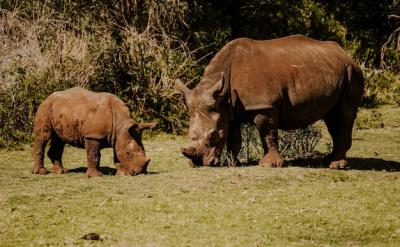 Mesmerizing Rhinoceros Shot on Green Grass – Free Download
