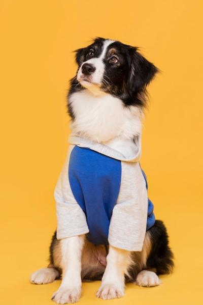 Cute Dog in Costume – Free Stock Photo, Download for Free