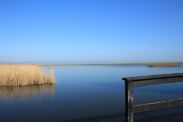 Dry Wild Plants Growing in the Lake Under the Sky – Free Stock Photo Download