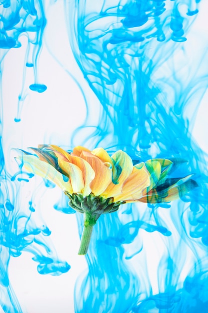Psychedelic Flower Artwork – Free Download