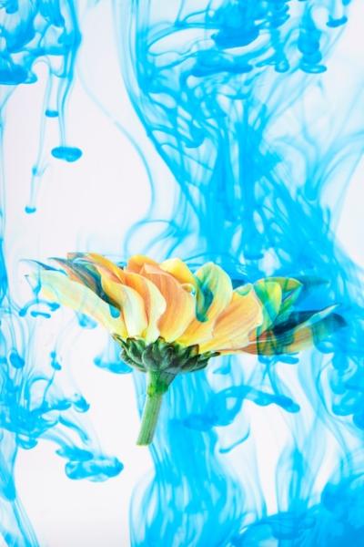 Psychedelic Flower Artwork – Free Download