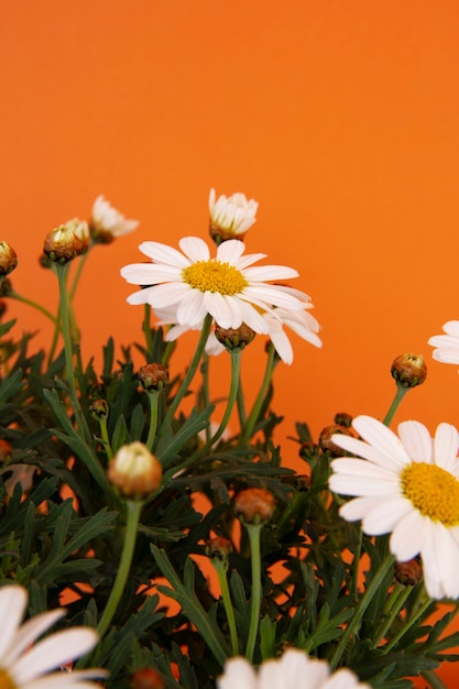 Beautiful Still Life of Daisy Flowers – Free to Download