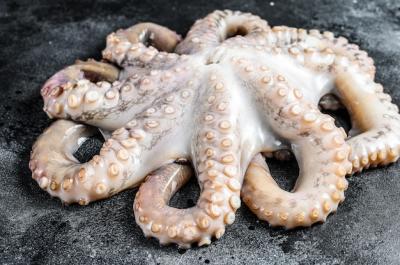 Fresh Raw Octopus: Organic Seafood – Free Stock Photo, Download for Free