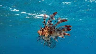 Lion Fish Hunting for Food in the Clear Blue Waters of the Red Sea – Free Stock Photo Download