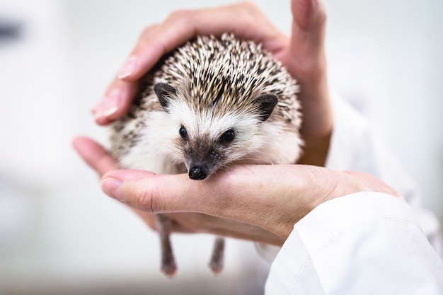 Veterinarians Caring for Domestic Hedgehogs – Free Download
