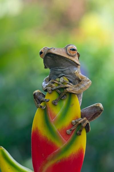 Closeup of Polypedates Otilophus on Red Bud – Free Stock Photo, Download for Free