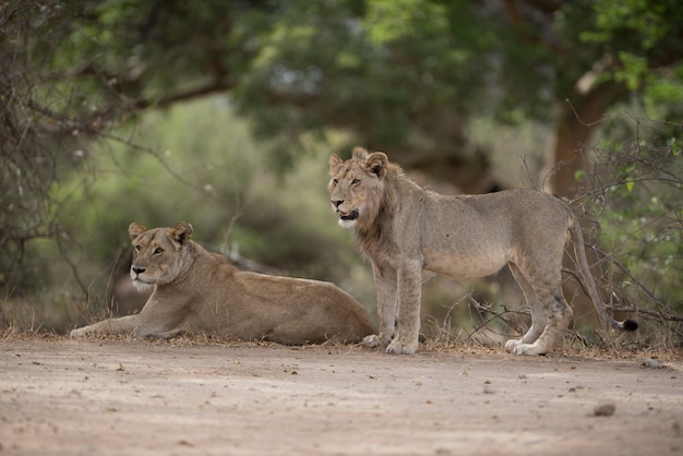 Male and Female Lion Resting on the Ground – Download Free Stock Photo